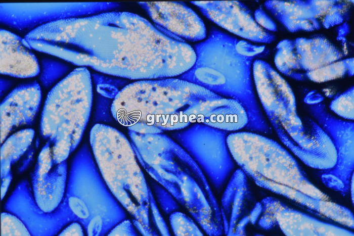 Paramécies colorées Encre de Chine x100 - gryphea.org